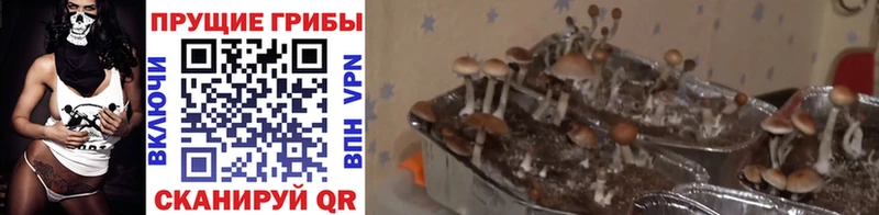 Псилоцибиновые грибы мицелий  Купить где  Копейск 